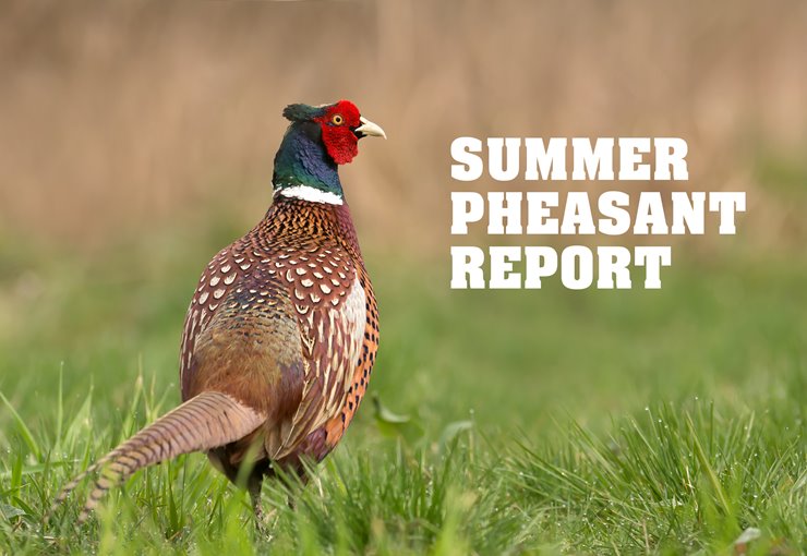 Minnesota pheasant prospects are bright now, should get brighter in the  future