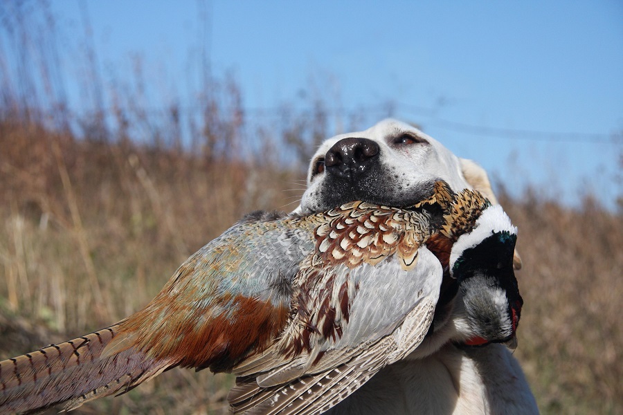 What Is The Difference Between A British Lab And An American Lab
