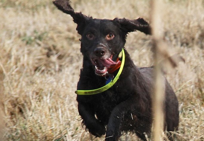 To brace or rotate? Above, a brace. Here, a single dog. To brace or rotate? Above, a brace. Here, a single dog.
