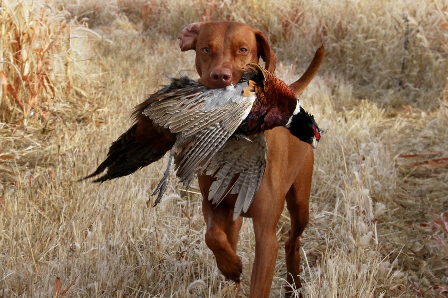 vizsla hunting dog