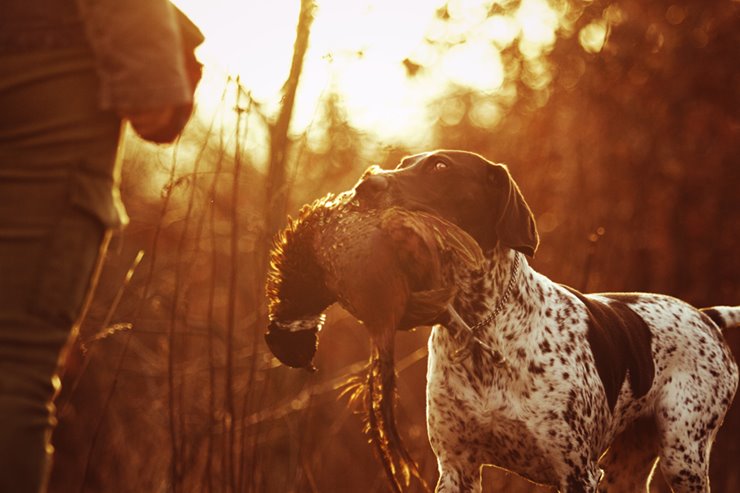 what is a good pheasant hunting dog