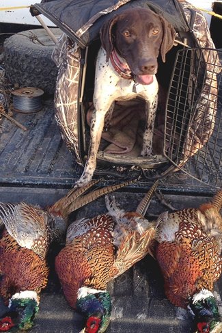 Rescue Me Bird Dogs From Unlikely Circumstances