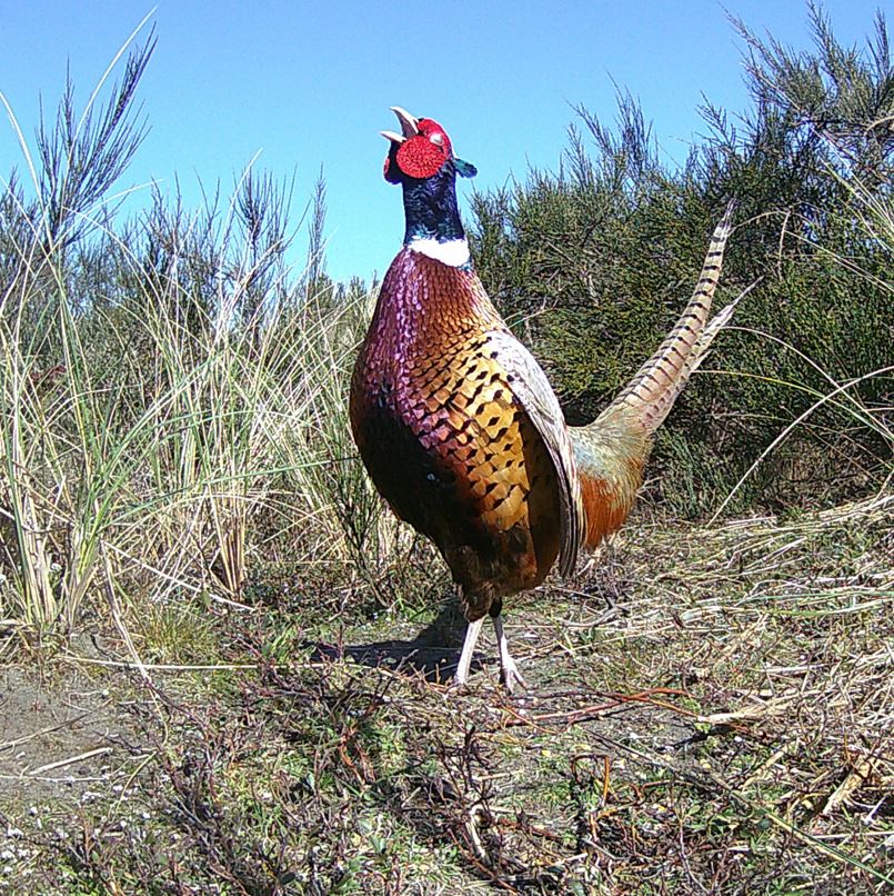  <h2>West Coast Crowing</h2>Where healthy grasslands persist, ringnecks can scratch out a living!<br />
<br />
From the SW coast of Washington State, longtime member Denny Hieronymus sent us this stunning photo of a crowing rooster.<br />
<br />
"I caught on my trail cam what is probably the westernmost rooster in the contiguous US. In May, I flushed a hen and eight quail-sized chicks in the immediate area of the photo. Flushing birds in the sand dunes just a few yards from the ocean is something most people will never get to witness."