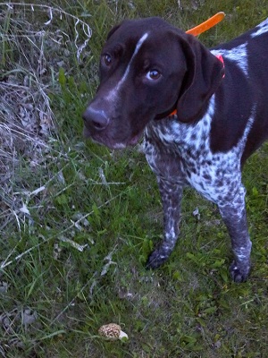 mushroom hunting dog breeds