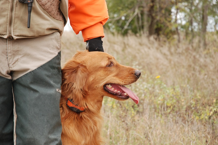 are golden retrievers hunting dogs