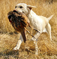 Pierre South Dakota Pheasant Hunting