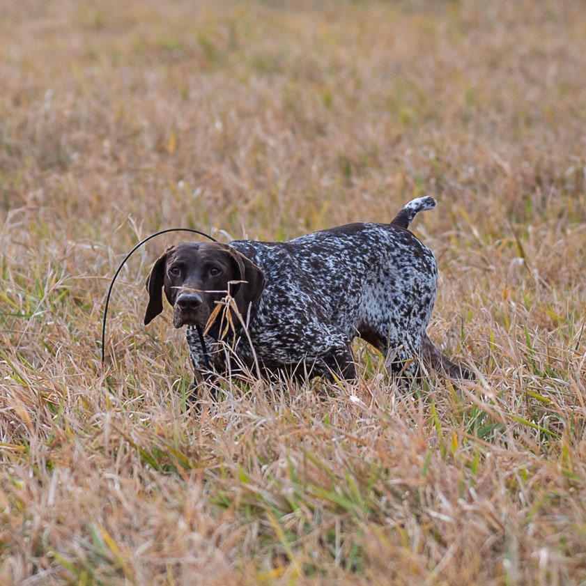  <h2>Locked-up</h2>Who's already looking forward to the 2022-2023 upland season?!<br />
<br />
The German shorthaired pointer "Reese" keeps us all daydreaming about the season ahead while locked-up on a rooster in a draw of reed canary grass.<br />
<br />
Intensity at its finest.