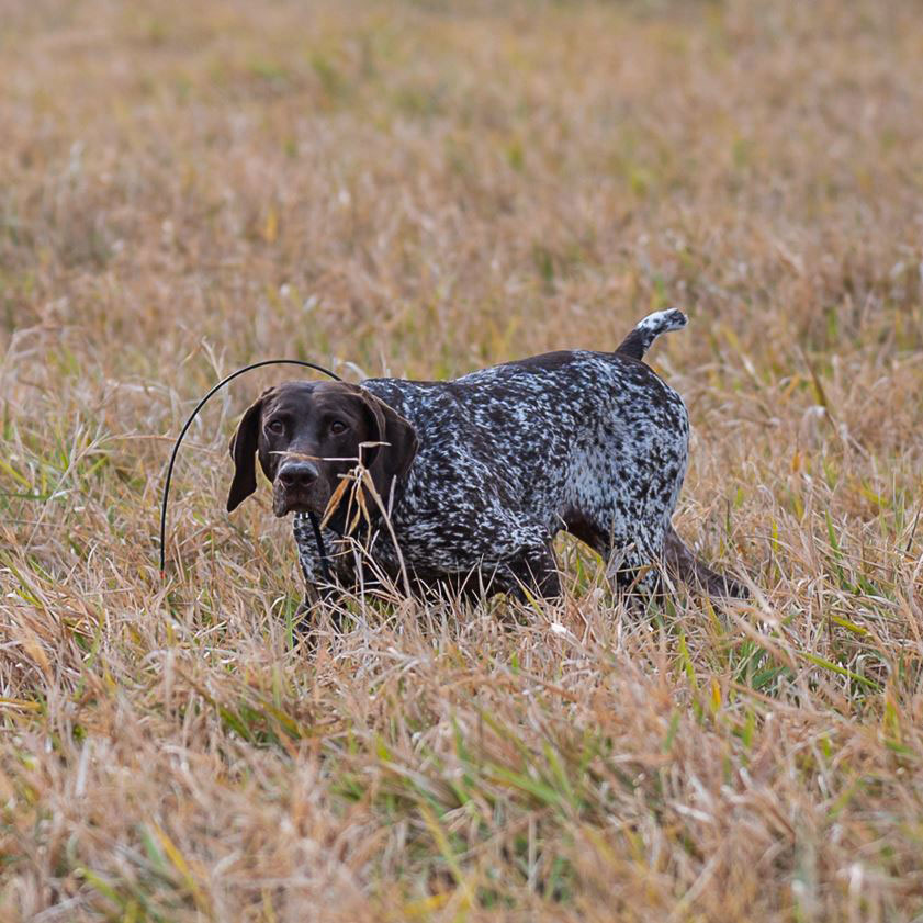  <h2>Locked-up</h2>Who's already looking forward to the 2022-2023 upland season?!<br />
<br />
The German shorthaired pointer "Reese" keeps us all daydreaming about the season ahead while locked-up on a rooster in a draw of reed canary grass.<br />
<br />
Intensity at its finest.