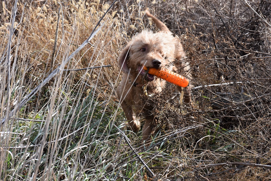 WirehairedVizsla-(1).jpg