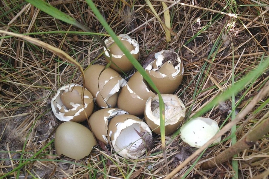 A successful pheasant nest hatch