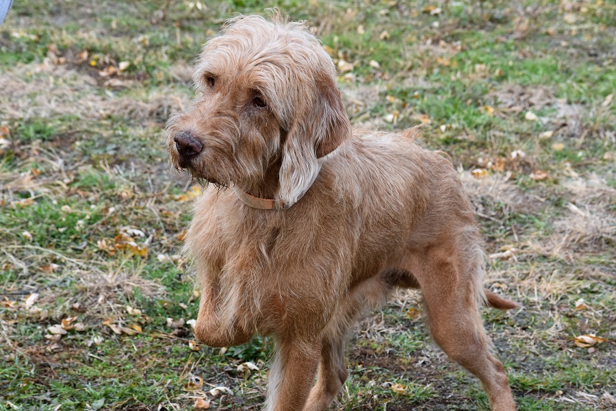 wirehaired vizslas for sale