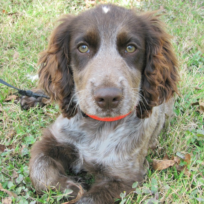 golden retriever pointer