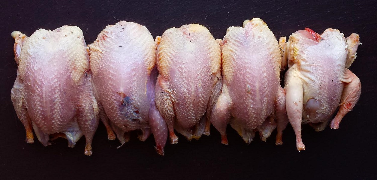 An example of four dry plucked birds and one wet plucked bird An example of four dry plucked birds and one wet plucked bird