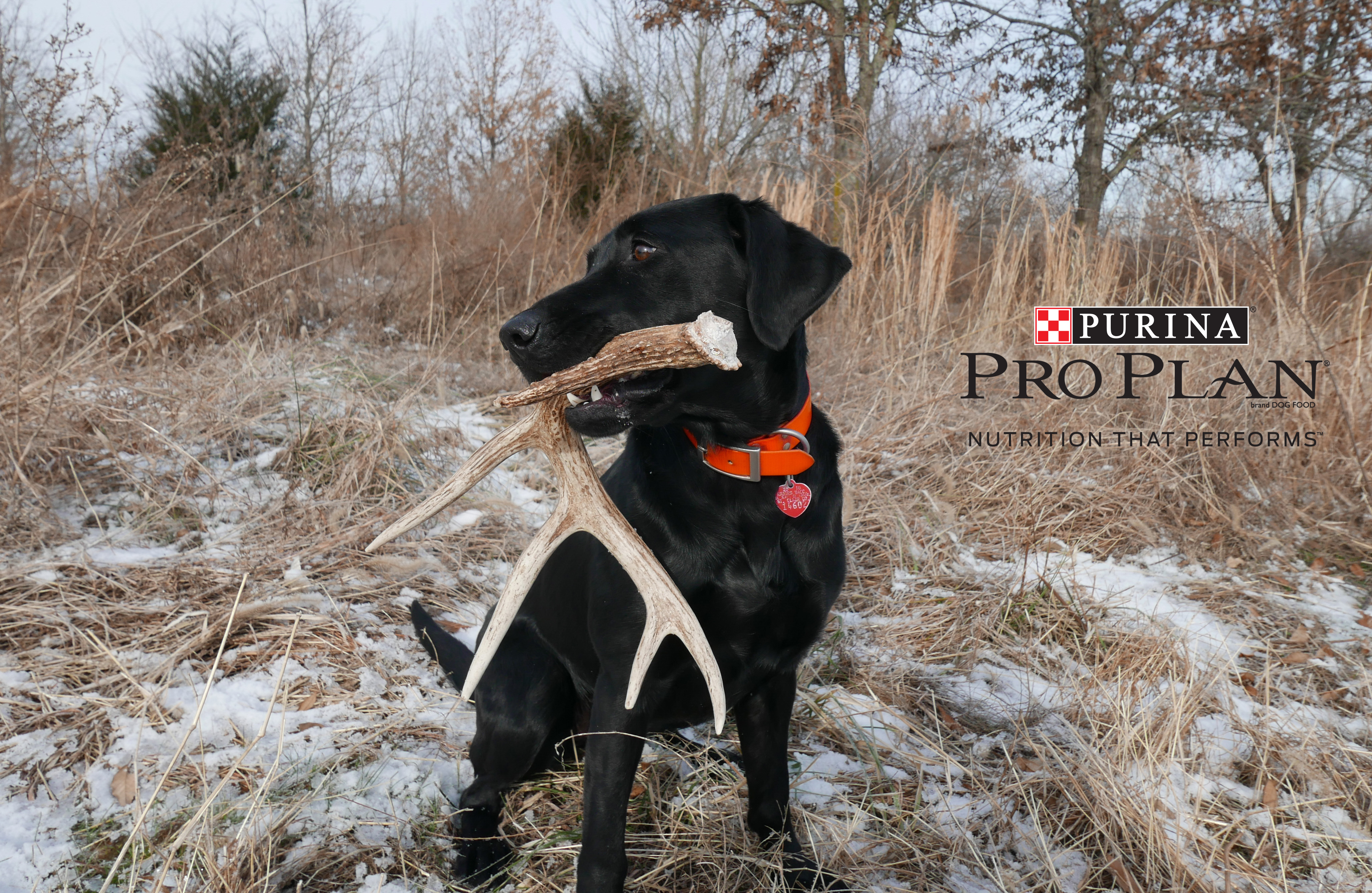 Hunt-Shed-Antlers-With-Your-Bird-Dog.aspx?maxsidesize\u003d740\u0026width\u003d450\u0026height\u003d500