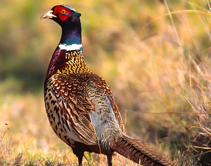 How pheasant hunting can save rural Iowa, farming and the environment