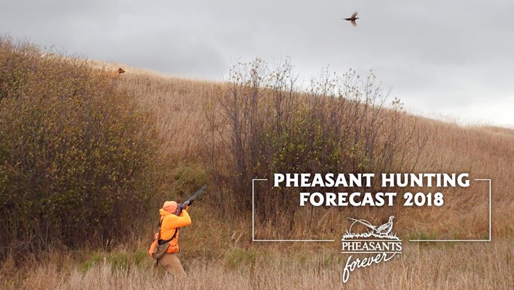 Colorado Pheasant Hunting Forecast 2018