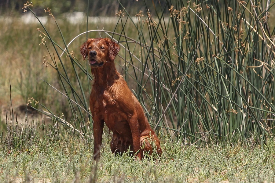 are golden retrievers hunting dogs