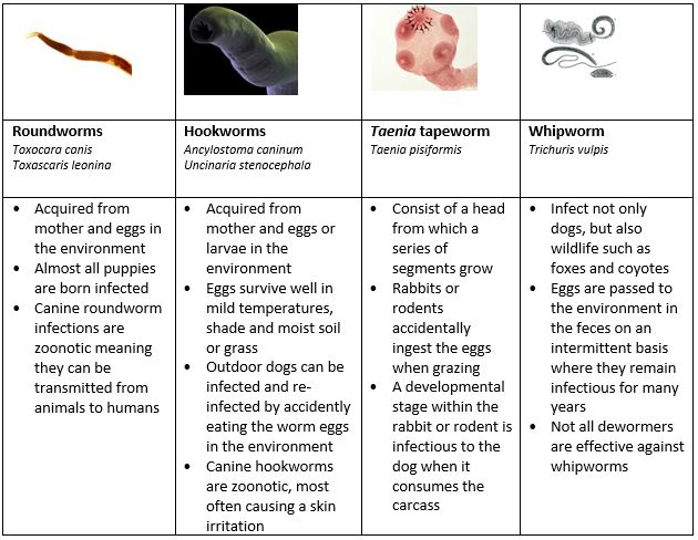 why do dogs get worms in poop