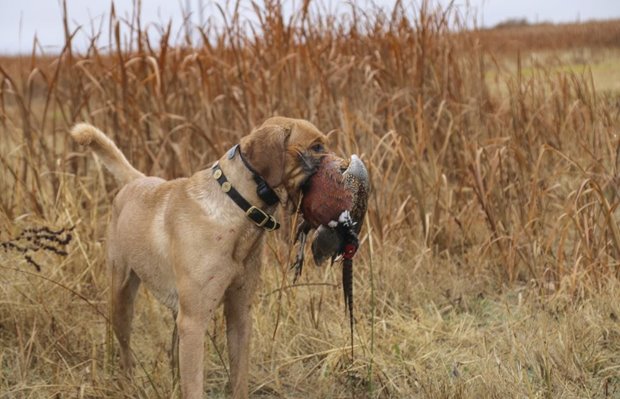Your dog works hard during a hunting day. there is no doubt. But feeding him a meal during the hunt will not enhance performance, and could be harmful.