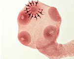 parasite-3.png parasite-3.png