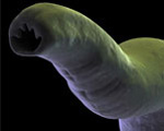 parasite-2.png parasite-2.png