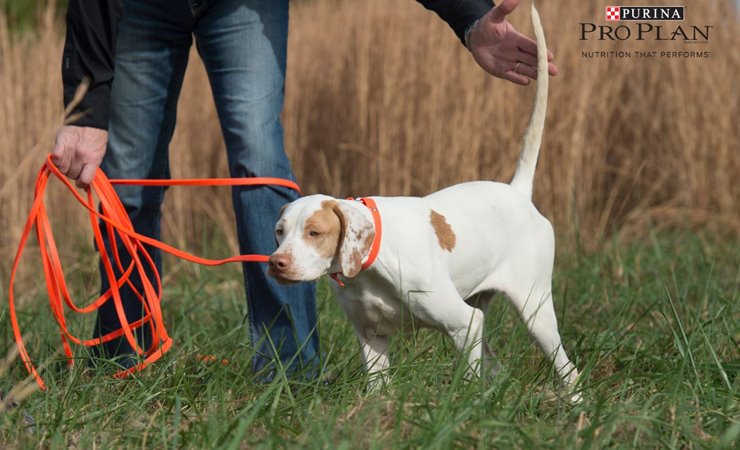 Bird on sale dog training