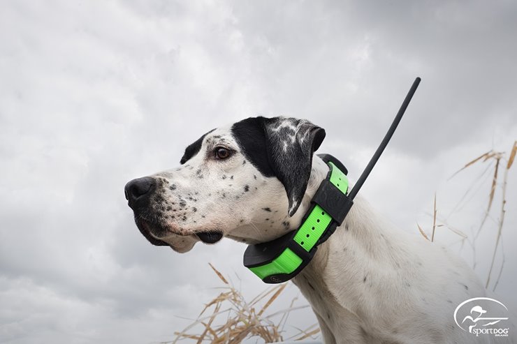 Sportdog tek 1.5 on sale