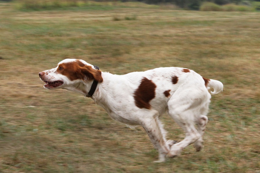 brittany spaniel tricolor puppy