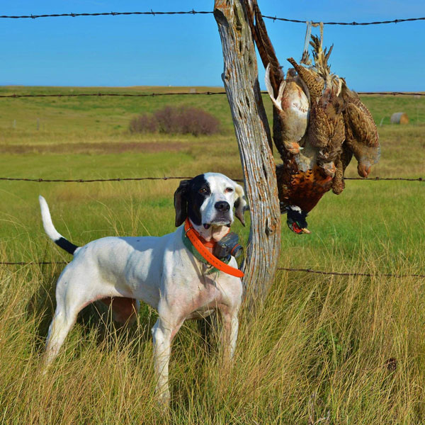  <h2>Northern Prairie Trifecta</h2>Pheasants Forever supporter Craig Armstrong submitted a picture of Daisy, an English pointer, standing proud with a northern prairie trifecta of Hungarian partridge, sharptails, and pheasants from western North Dakota!<br />
 