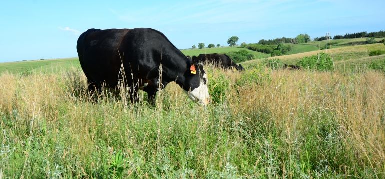 Done right, grazing is great for grassland habitat. Done right, grazing is great for grassland habitat.