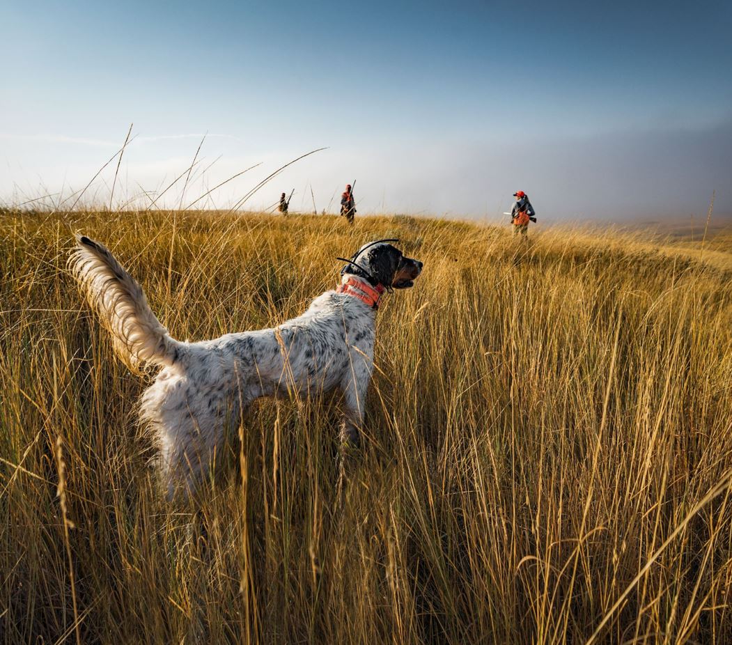  <h2>Steady to Flush</h2>When the dog is on point, time stands still and nothing else matters in that moment.