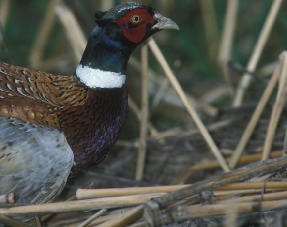 Ring-necked pheasant  Oregon Department of Fish & Wildlife