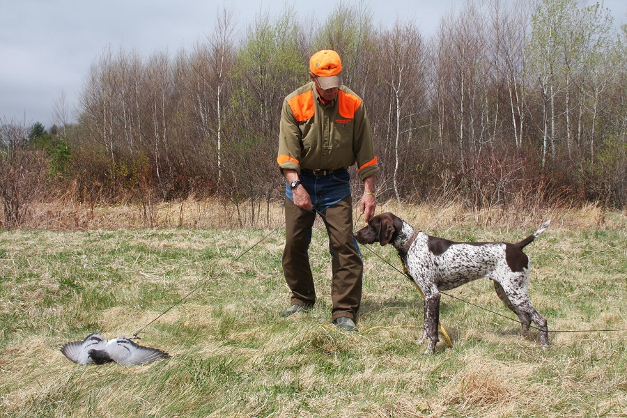 Trained german shorthaired pointer deals