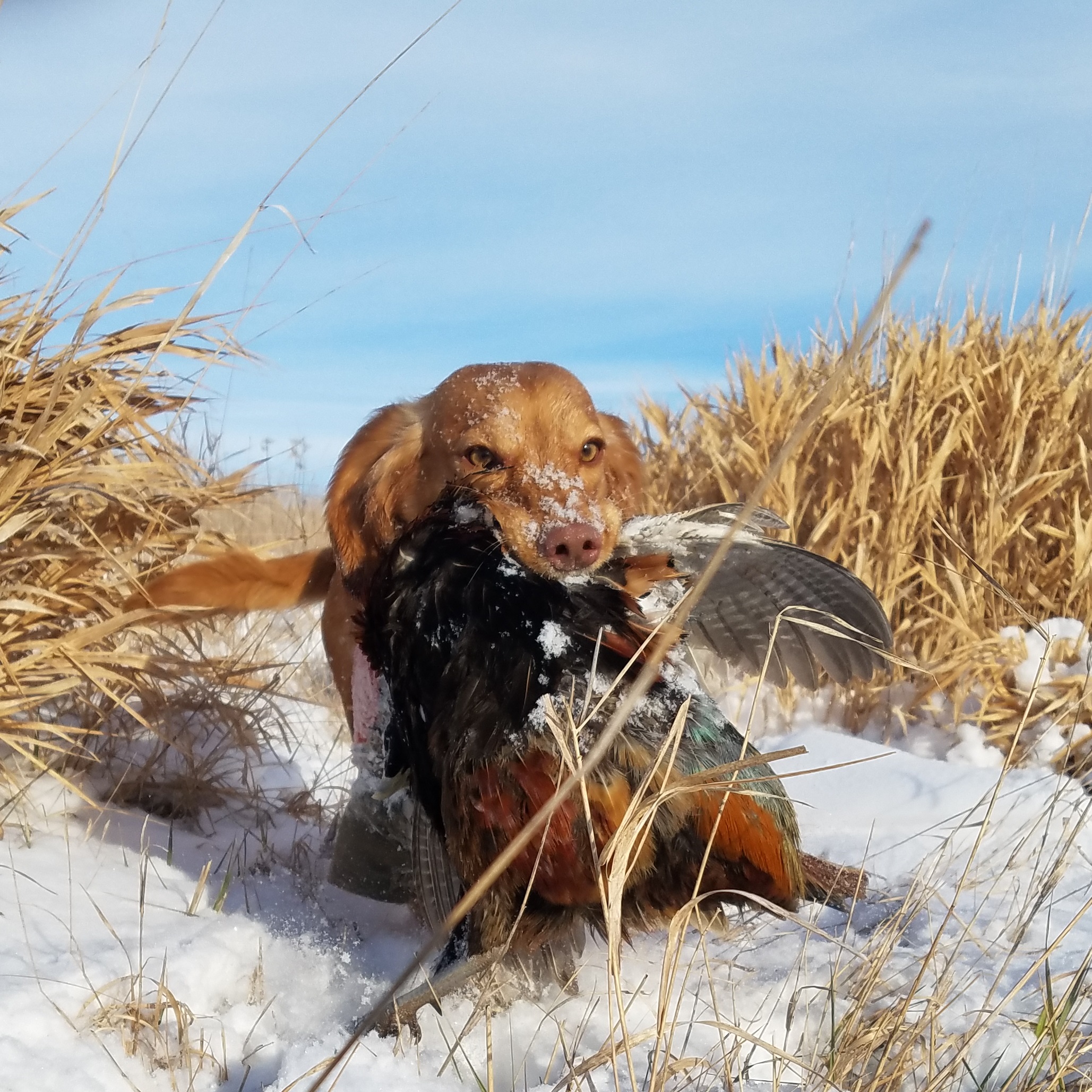  <h2>Iowa Snow Birds</h2>English cocker spaniel, "Ruth," and her owner, Pheasants Forever Life Member Anthony Hauck, made the most of Iowa's first snowfall of the year!<br />
<br />
"It was a magical day," reported Hauck. "Tight holding birds, phenomenal dog work, and good shooting made it a memory to last a lifetime."