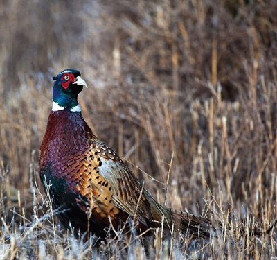 South Dakota s 2016 Pheasant Brood Survey Results Are In South Dakota s 2016 Pheasant Brood Survey Results Are In