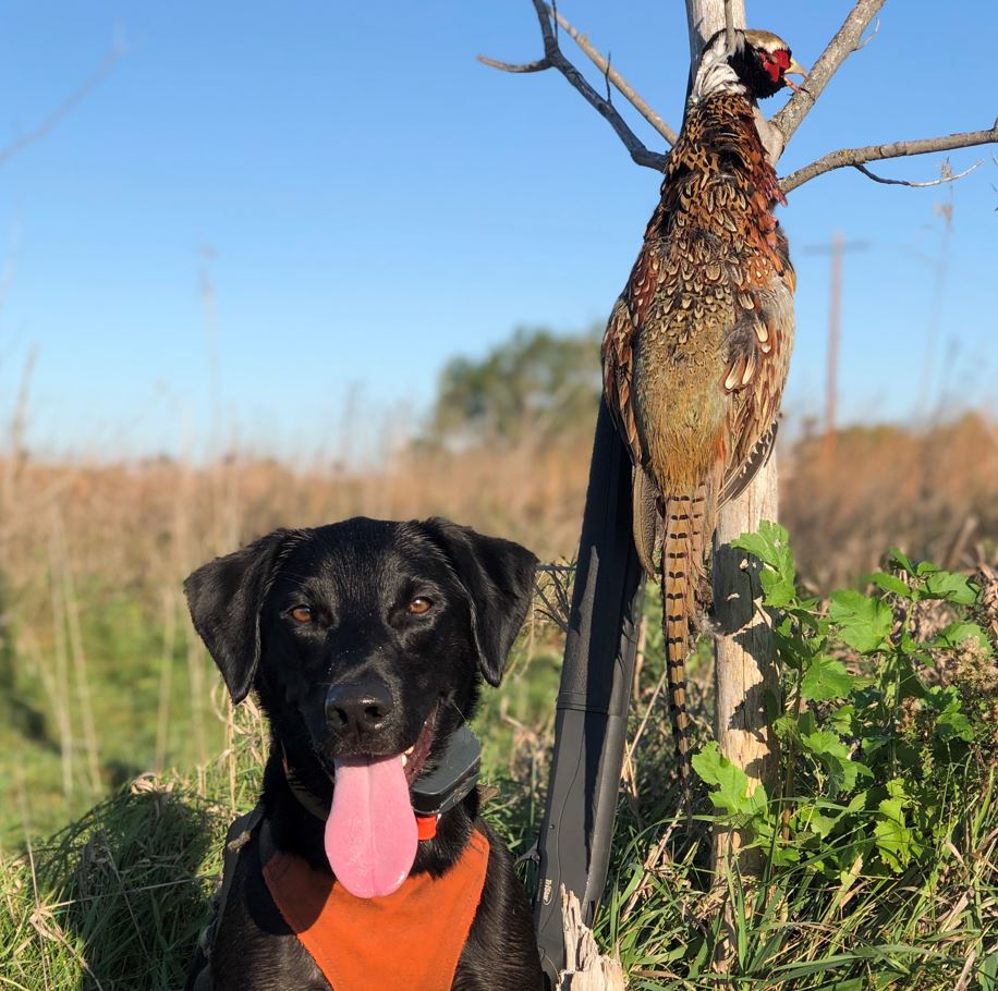  <h2>Dairyland Longtail</h2>Casey Sill, Pheasants Forever's Public Relations Specialist and his black lab, "Bruly," found success on opening day of pheasant season in western Wisconsin!<br />
<br />
"I've been watching a large brood of pheasants for most of the summer in one of my waterfowl hotspots," said Sill. "Ten minutes into the opener, we harvested our first rooster of the season!"