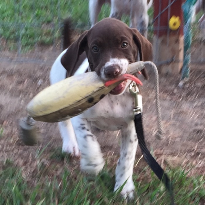 Presents Dog Of The Day