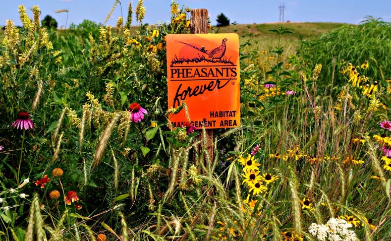 The end result of a pollinator-friendly pheasant habitat project. The end result of a pollinator-friendly pheasant habitat project.