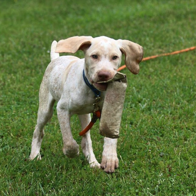 Yellow German Shorthaired Pointer Lab Mix