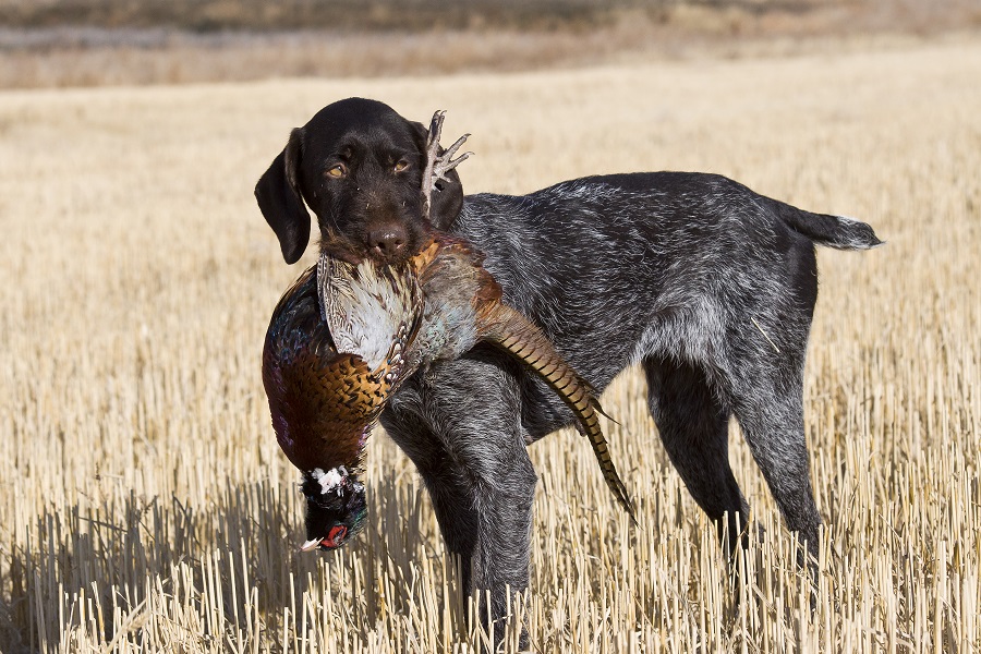 The German Wirehaired Pointer: A Bird 