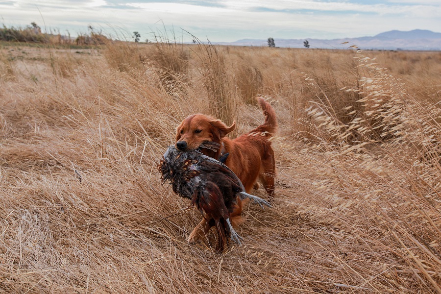 are golden retrievers hunting dogs