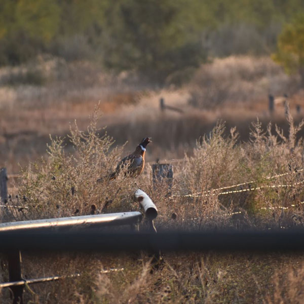  <h2>Fence Post Crowing</h2>Blaine Brakke of South Dakota captured this mid-cackle rooster last fall in the heart of pheasant country. Now that's a fence line any upland hunter could get used to!<br />
<br />
 