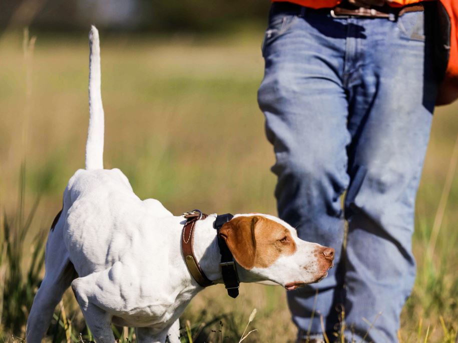 upland bird dog training