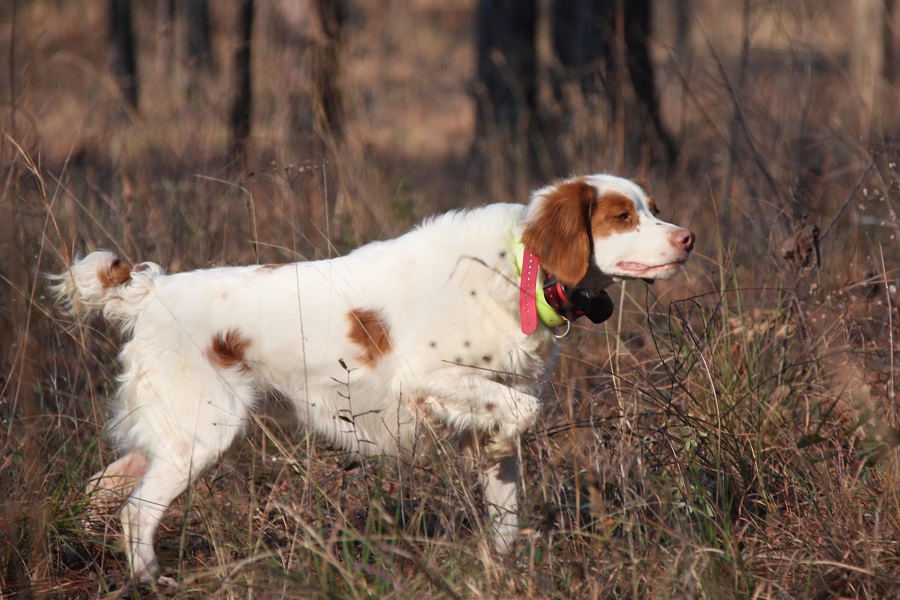 brittany dog hunting dogs