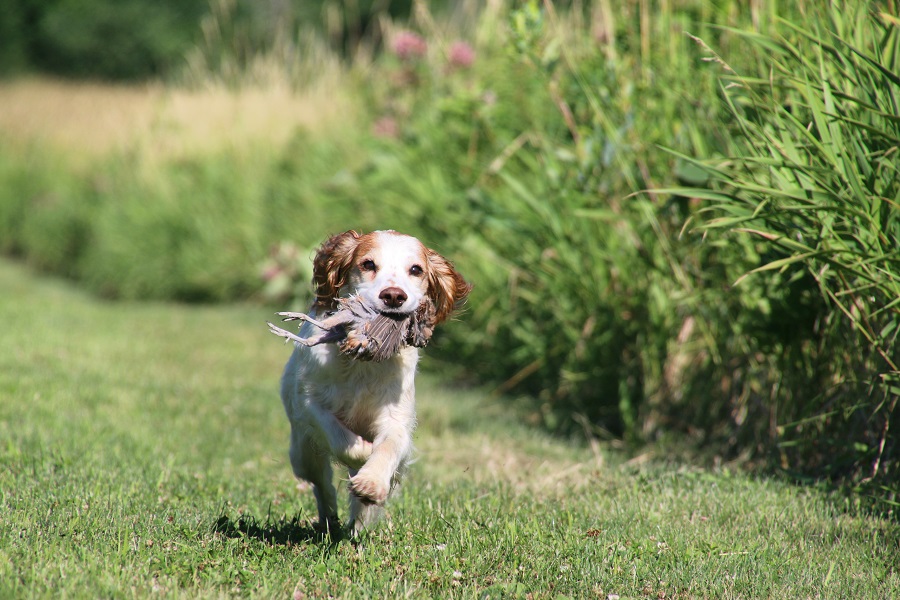 English Cocker Spaniel