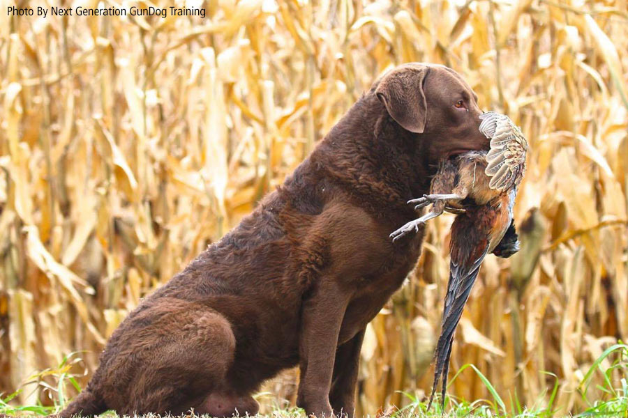 How To Train A Chesapeake Bay Retriever For Duck Hunting