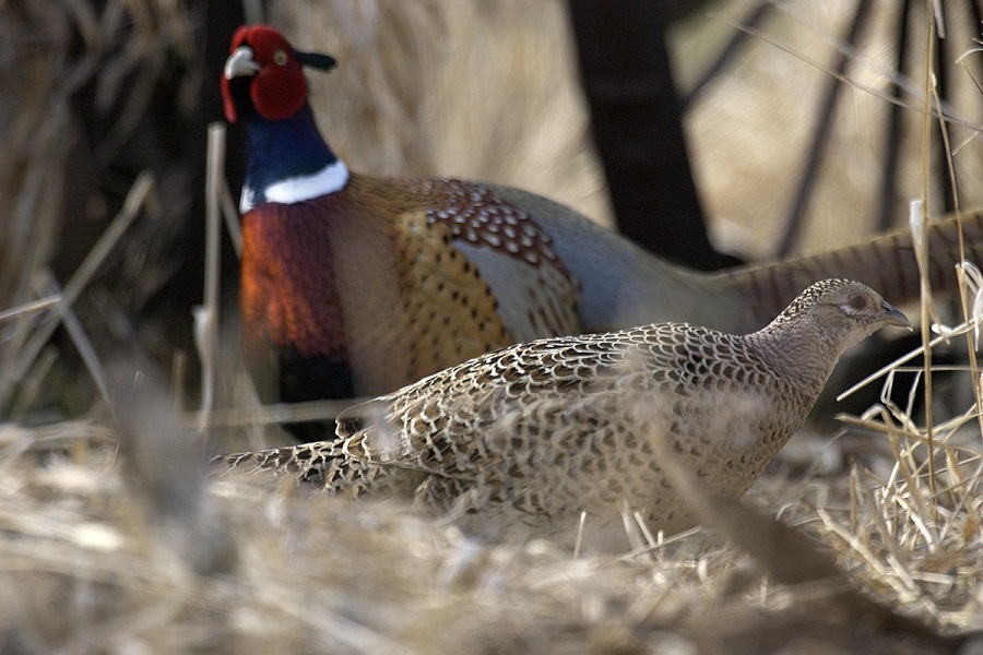 Michigan's Thumb is top spot in state for pheasants