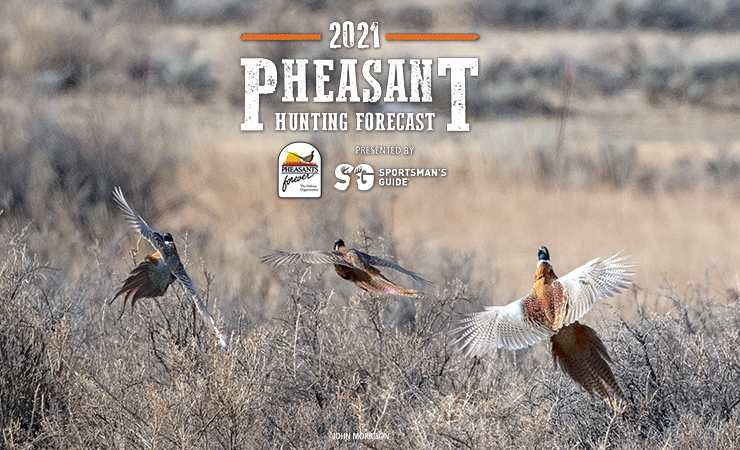 2021 Pheasant hunting forecast presented by Sportsman's Guide