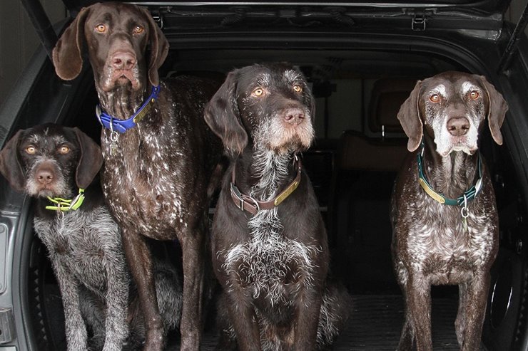 German shorthaired pointer 2024 coat