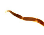 parasite-1.png parasite-1.png